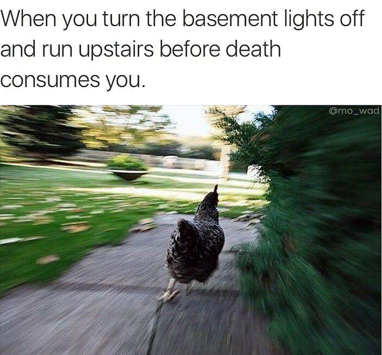 25 Animal Memes That Will Bring Joy To Your Day 21 basement lights