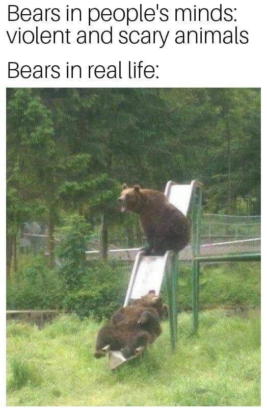 20 Bear Memes That Are Unbearably Hilarious and Adorable 3 bears in real life - bear memes