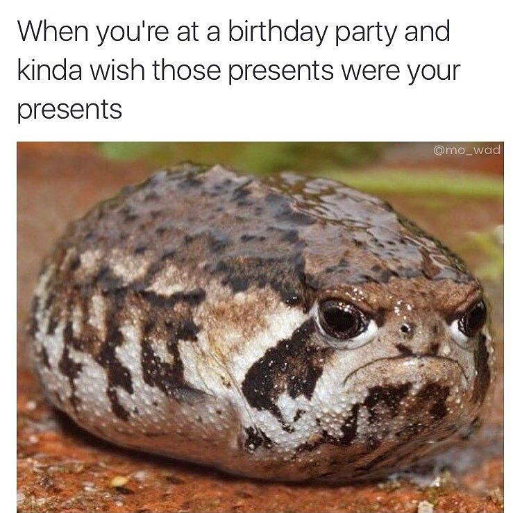 25 Animal Memes That Will Bring Joy To Your Day 22 birthday party