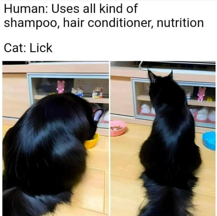 15 Luscious Memes for Every Sense of Humor 1 cat lick - luscious memes