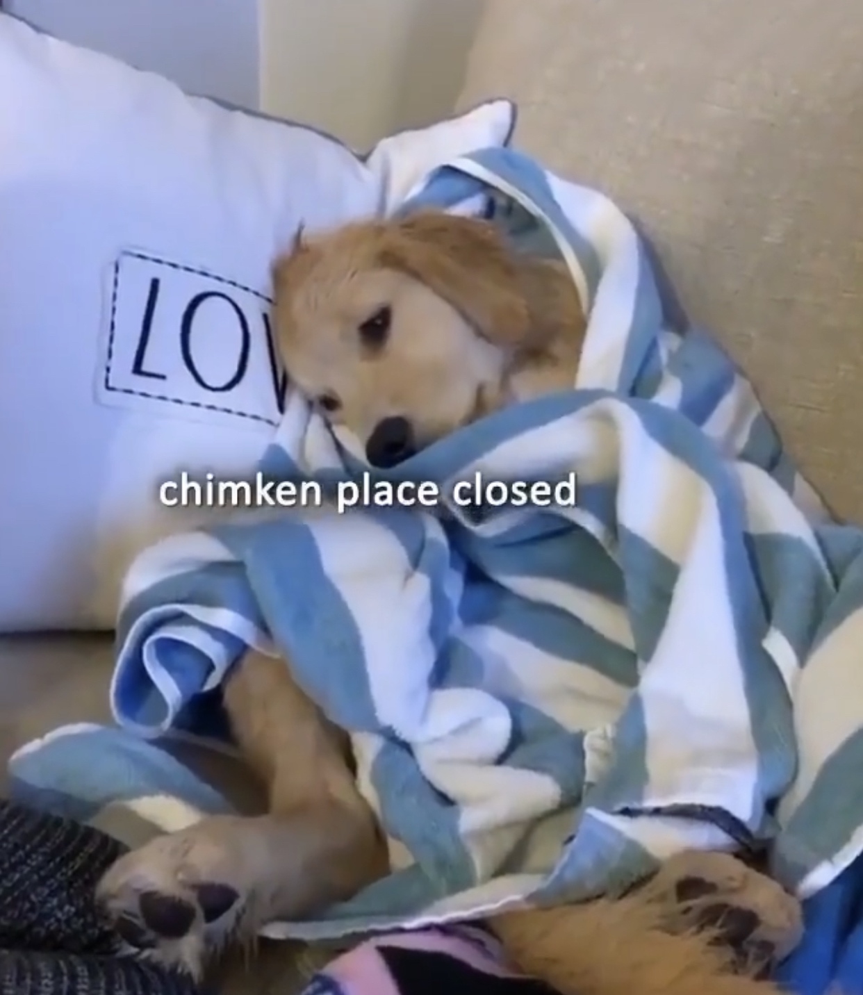 35 Dog Memes That Will Make You Laugh And Reduce Stress 23 chimken place closed - dog memes