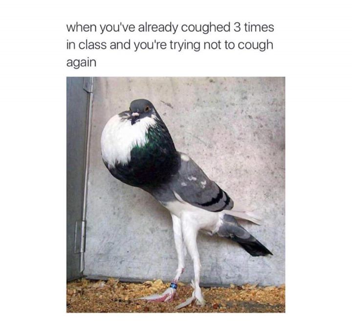25 Animal Memes That Will Bring Joy To Your Day 16 coughed 3 times - animal memes