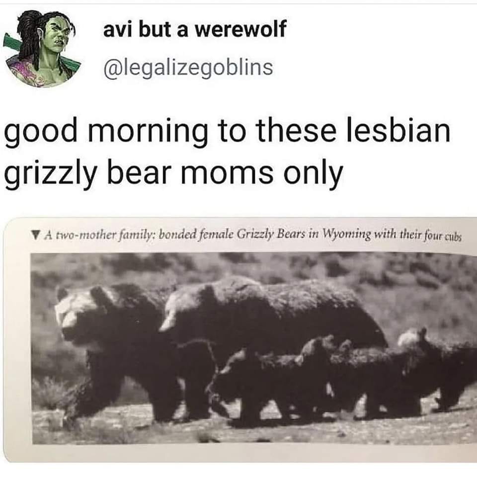20 Bear Memes That Are Unbearably Hilarious and Adorable 6 grizzly bears - bear memes