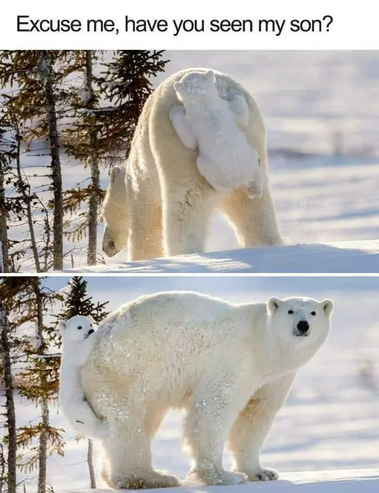 20 Bear Memes That Are Unbearably Hilarious and Adorable 7 have you seen my son - bear memes