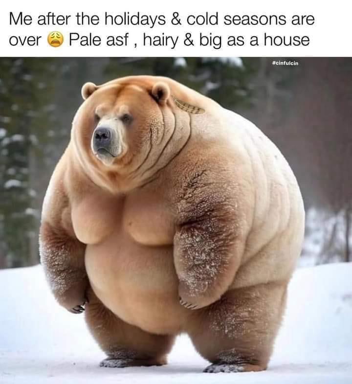20 Bear Memes That Are Unbearably Hilarious and Adorable 13 me after holidays - bear memes