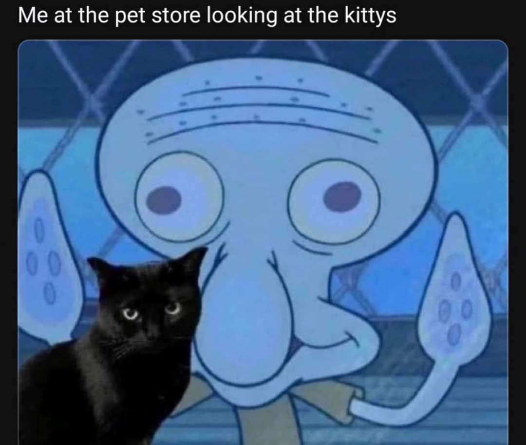 20 Wholesome Memes to Brighten Your Day and Warm Your Heart 15 me at pet store