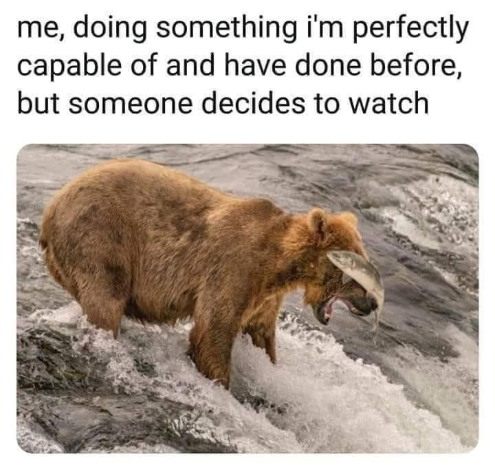 20 Bear Memes That Are Unbearably Hilarious and Adorable 14 me doing something - bear memes
