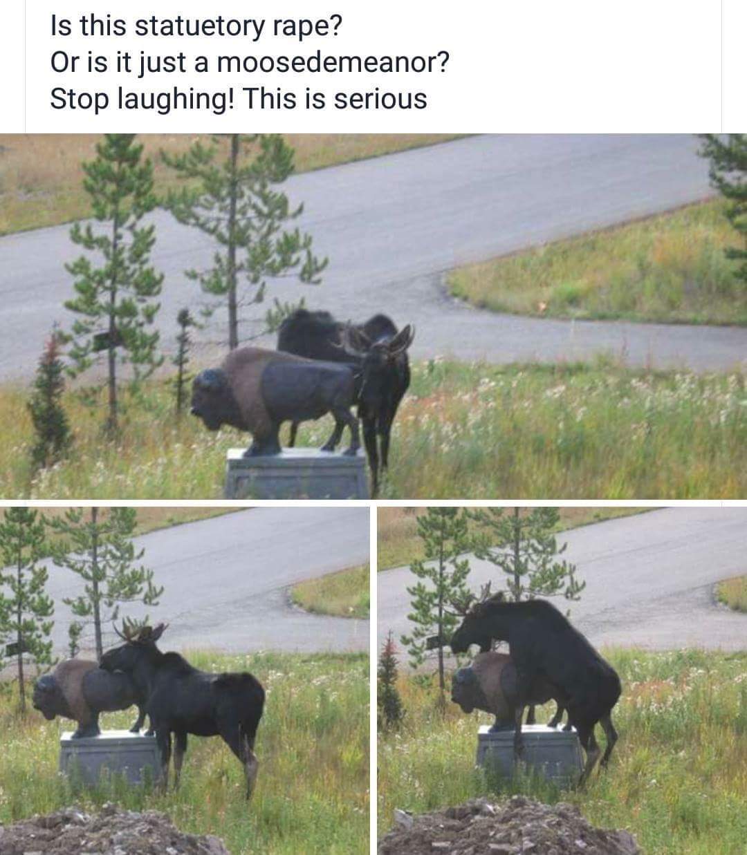 35 Puns That Are Even Fun-er Than A Good Burrito 24 moose - puns
