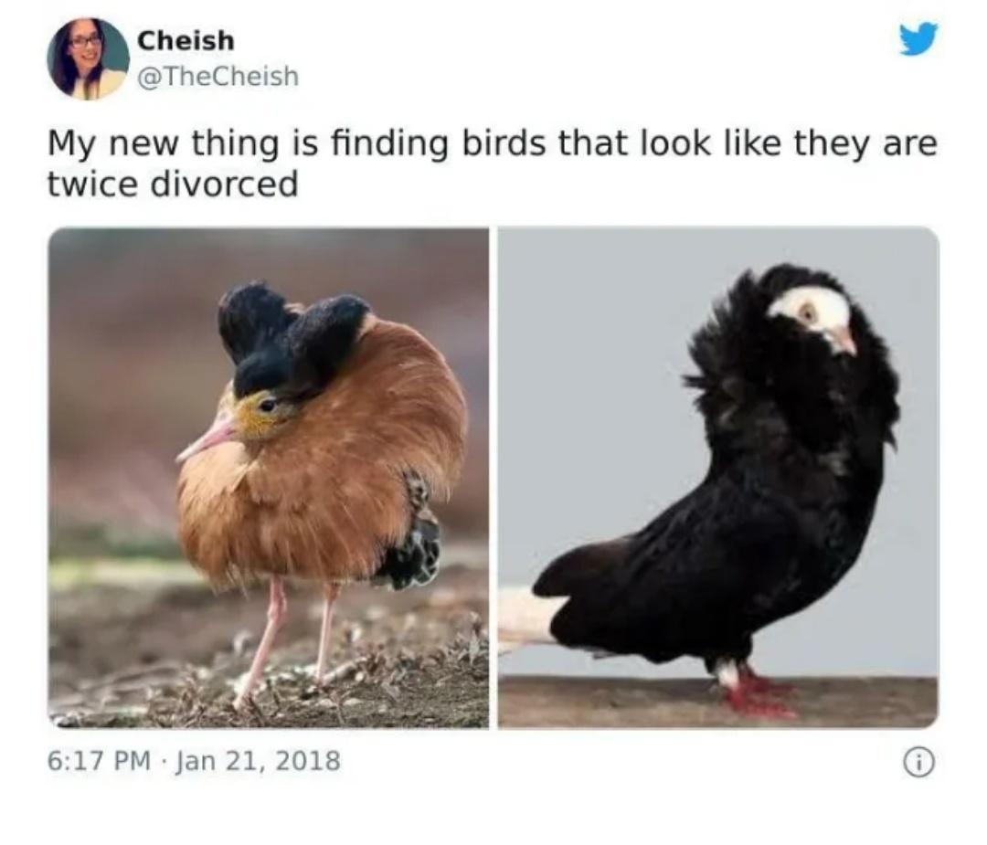 20 Memes that Expose the Comedic Side of Fashion 10 my new thing