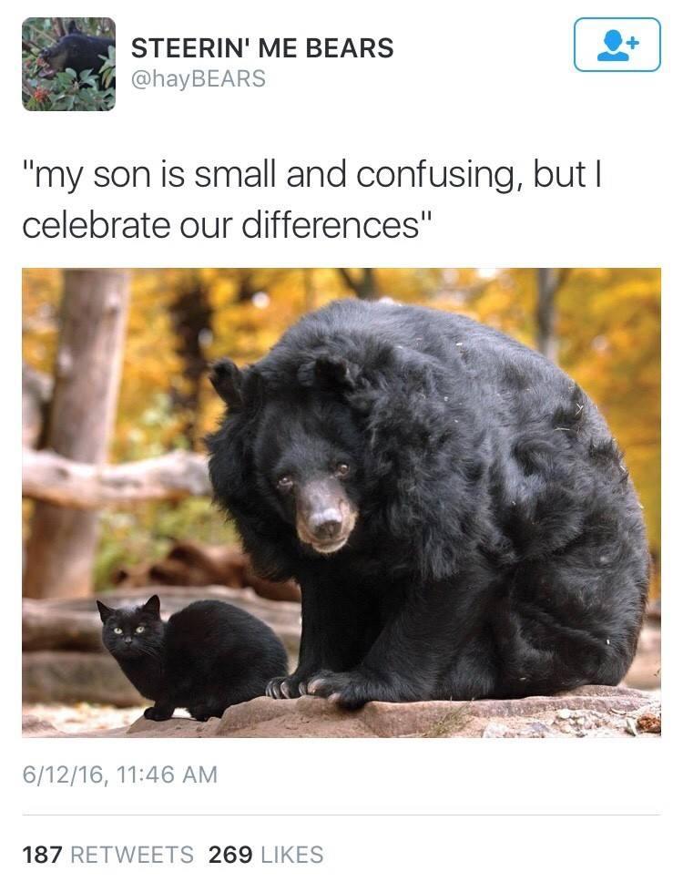 20 Bear Memes That Are Unbearably Hilarious and Adorable 15 my son is small - bear memes