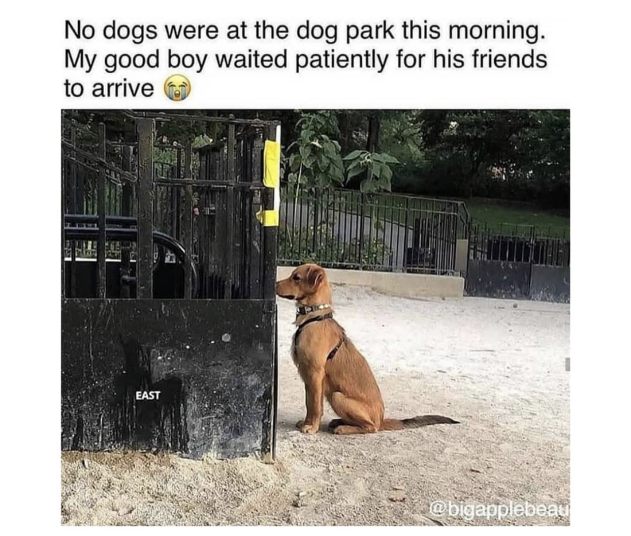 35 Dog Memes That Will Make You Laugh And Reduce Stress 25 no dogs were at park - dog memes
