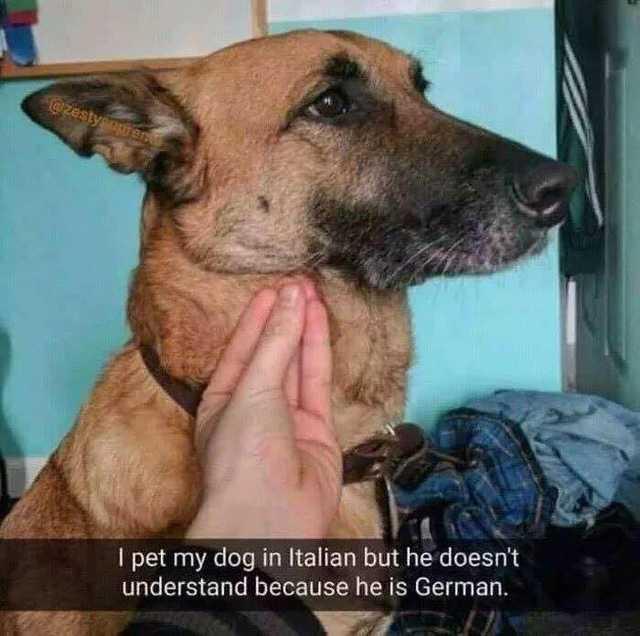 25 Funny Texts That Went from Normal to Nonsense 16 pet my dog in italian - funny texts