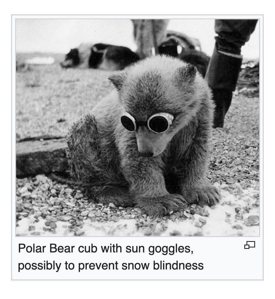 20 Bear Memes That Are Unbearably Hilarious and Adorable 16 polar bear cub - bear memes