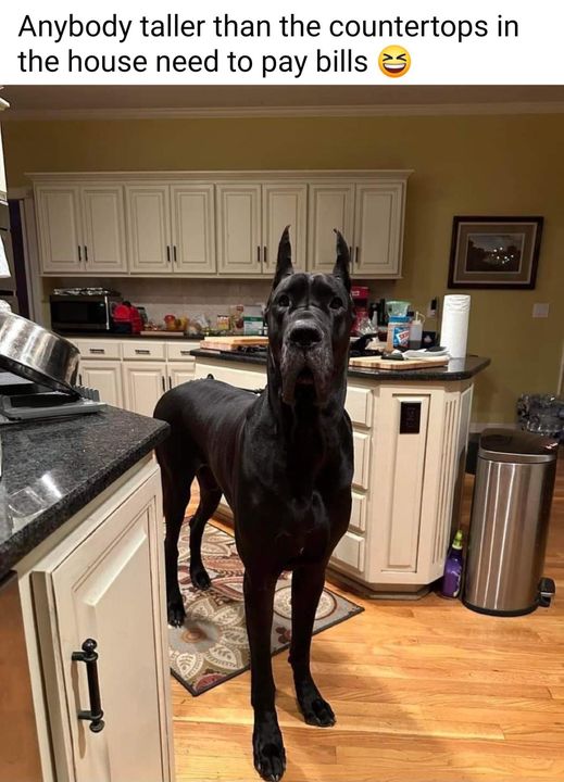20 Funny Animal Pics That Were Destined to be Memes 2 Anybody taller than the countertops - funny animal pics