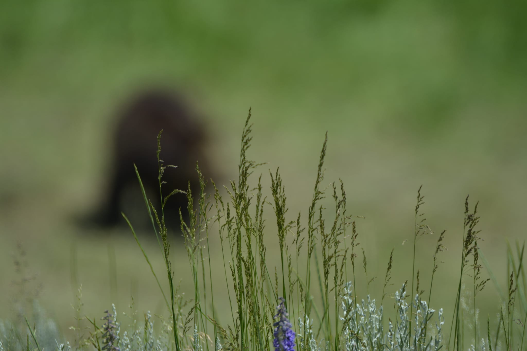 20 Funny Wildlife Photos for a Light-hearted Nature Escape 3 Behold, the majestic grizzly blur - funny wildlife photos