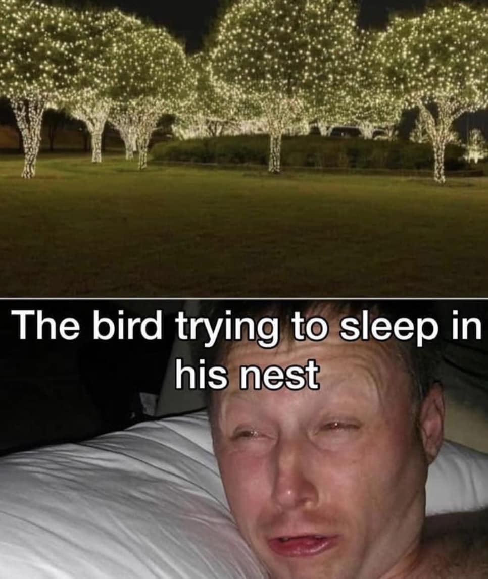 15 Birding Memes That Will Have You Chirping With Laughter 3 Birds trying to sleep - birding memes