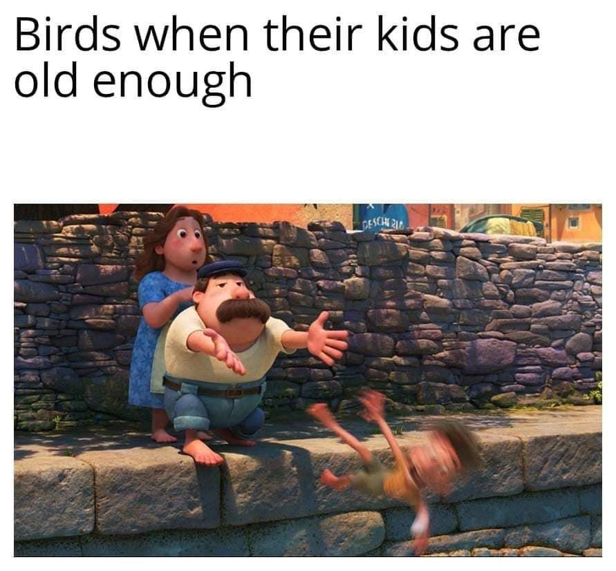 15 Birding Memes That Will Have You Chirping With Laughter 4 Birds when their kids are old enough - birding memes