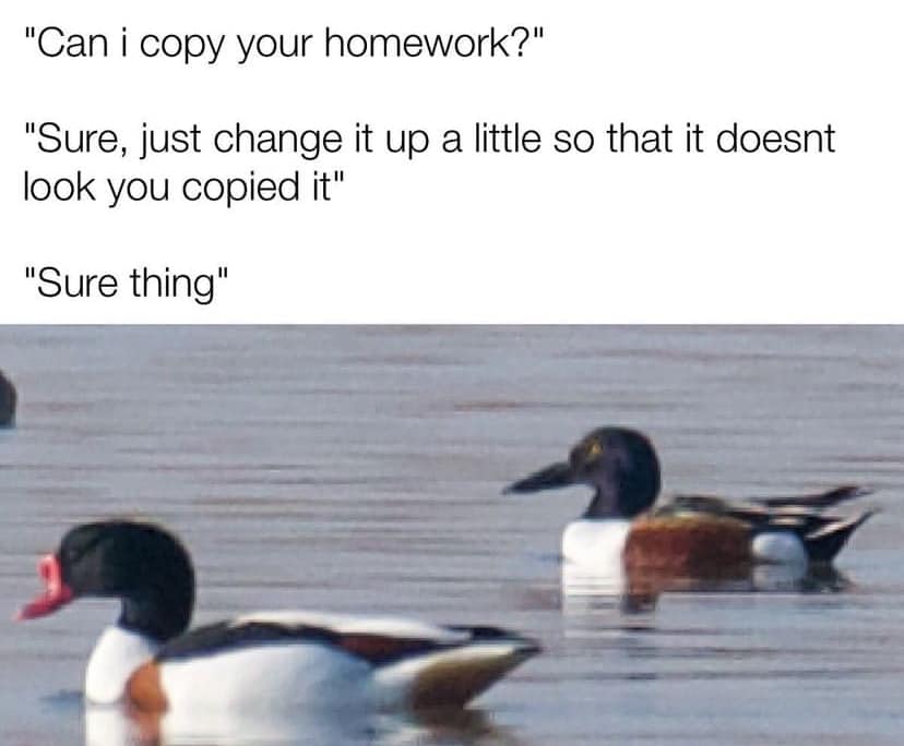 15 Birding Memes That Will Have You Chirping With Laughter 5 Can I copy your homework - birding memes
