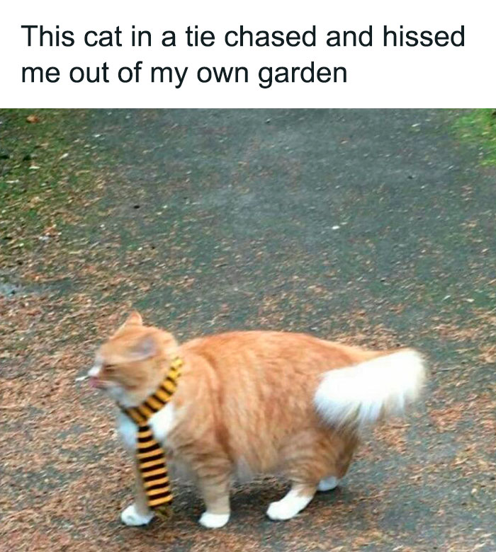 20 Hilarious Cat Pics That Will Steal Your Heart 4 Cat in a tie - Hilarious Cat Pics