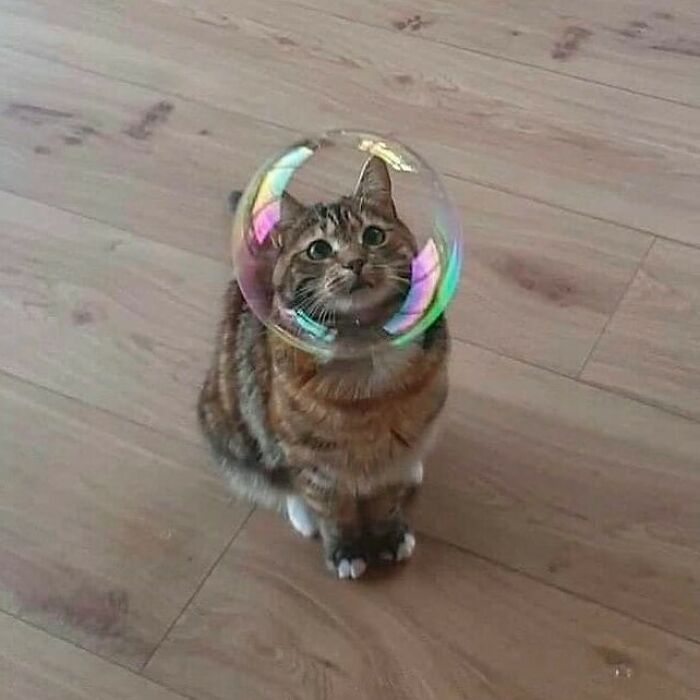 20 Hilarious Cat Pics That Will Steal Your Heart 5 Cat in bubble - Hilarious Cat Pics