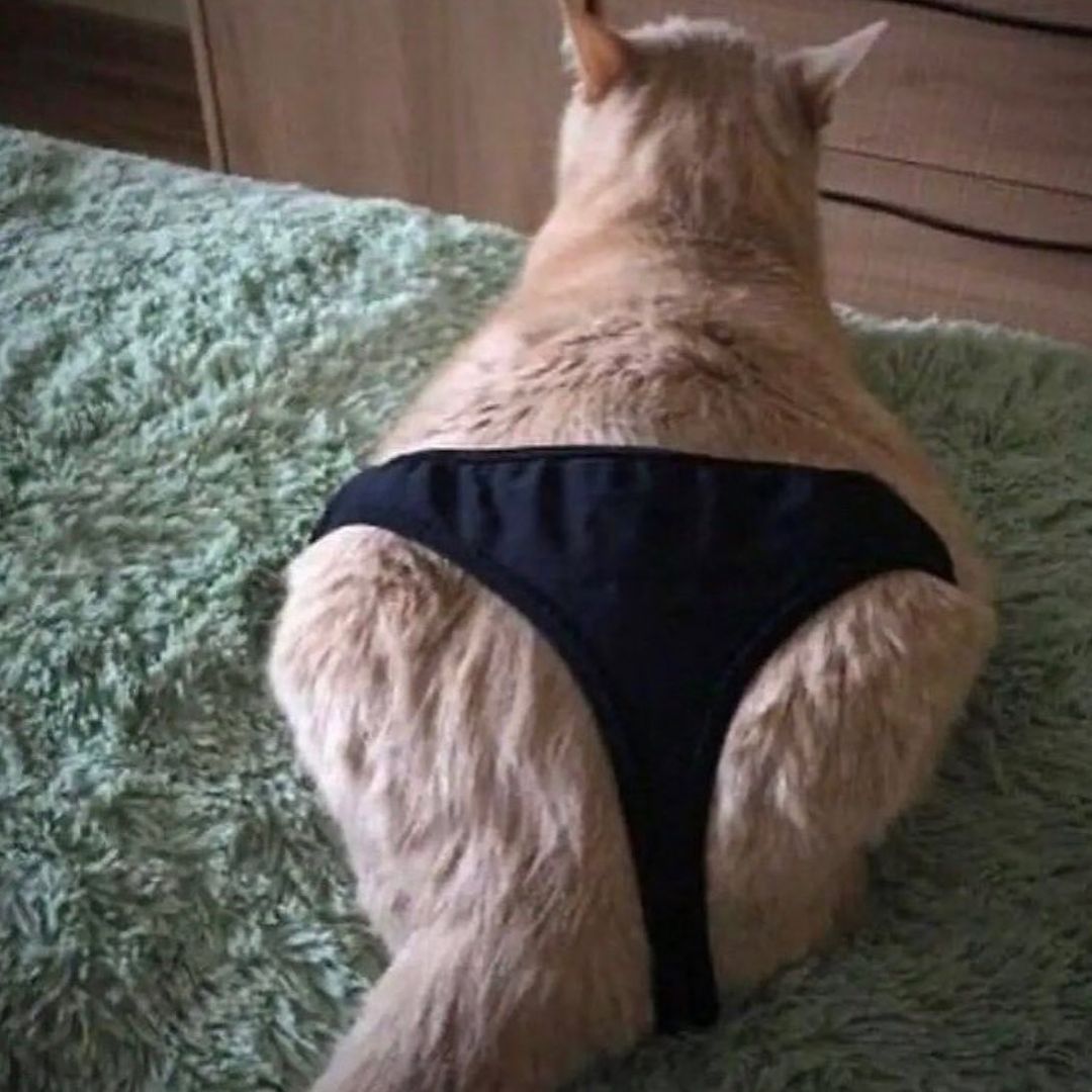 20 Hilarious Cat Pics That Will Steal Your Heart 6 Cat wearing underwear - Hilarious Cat Pics