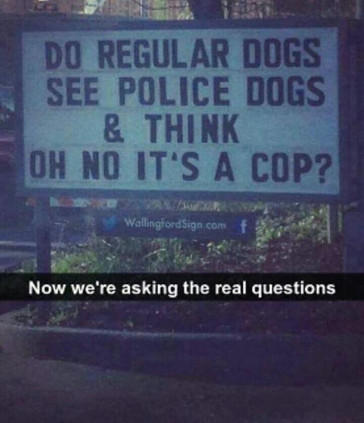 15 Memes for Anyone Who Needs a Good Laugh 5 Do regular dogs
