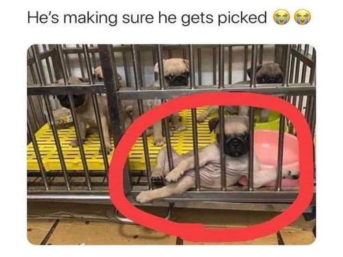 Dog Funny Memes - FG.jpg