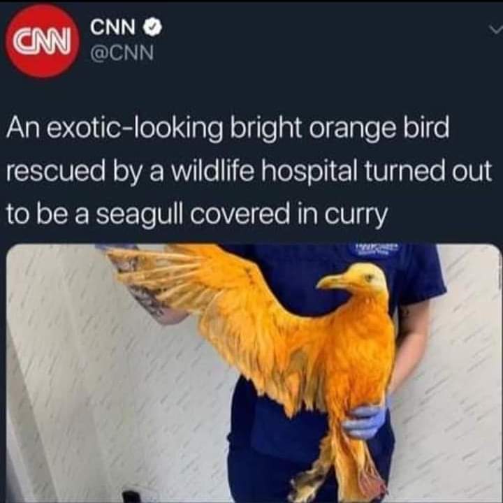 20 Hilarious Animal Memes: Because Sometimes Humans Just Aren't Funny Enough 7 Exocit looking bird - hilarious animal memes