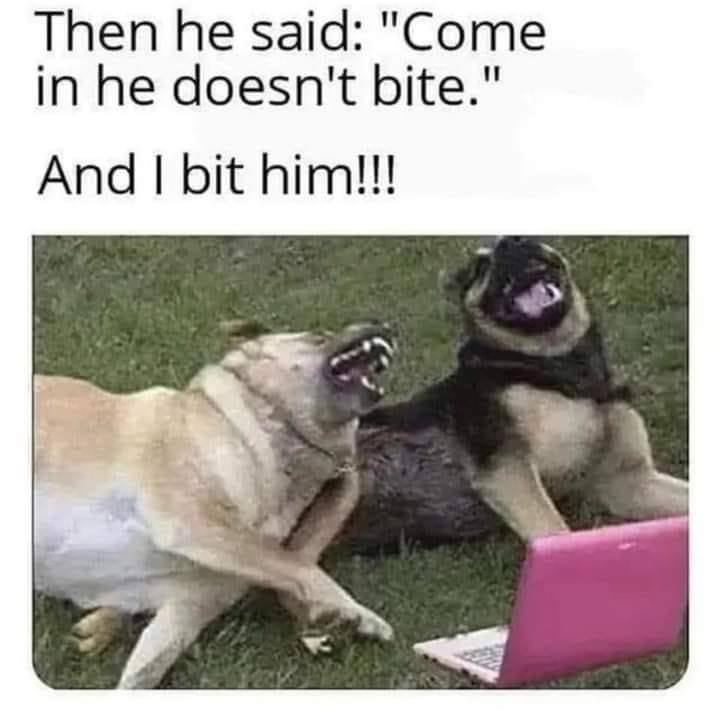 20 Animal Memes Featuring The Most Unpredictable Animal Antics 15 He doesnt bite