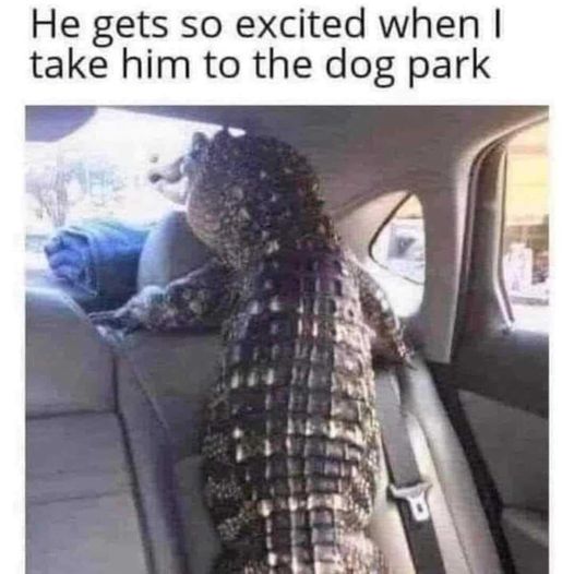 20 Funny Animal Pics That Were Destined to be Memes 8 He gets so excited - funny animal pics