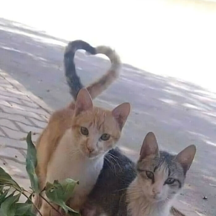20 Hilarious Cat Pics That Will Steal Your Heart 15 Heart tails - Hilarious Cat Pics