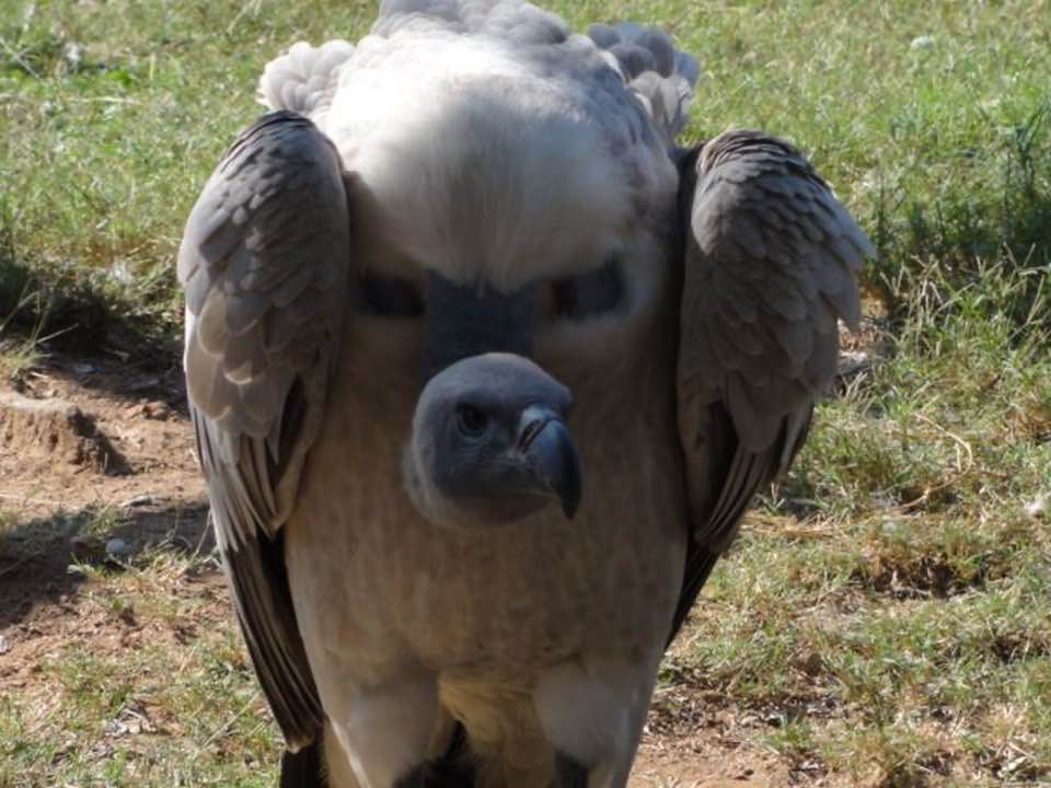 20 Funny Wildlife Photos for a Light-hearted Nature Escape 9 I never knew that vulture’s heads were in the middle of their stomachs. - funny wildlife photos