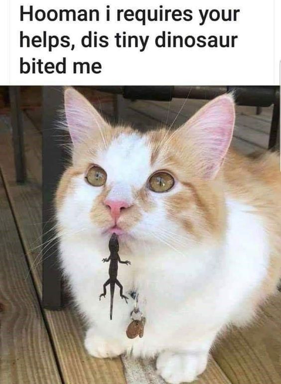 20 Funny Animal Pics That Were Destined to be Memes 9 I require help - funny animal pics