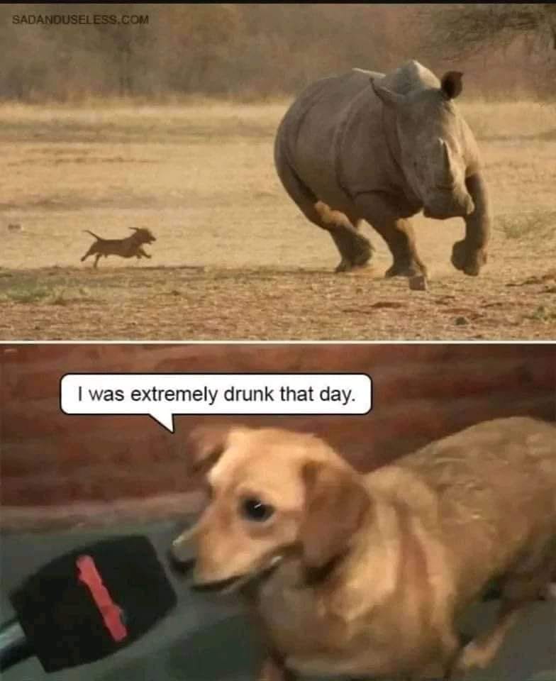 20 Animal Memes Featuring The Most Unpredictable Animal Antics 12 I was drunk