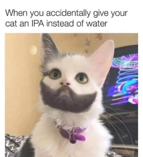 15 Memes for Anyone Who Needs a Good Laugh 9 IPA