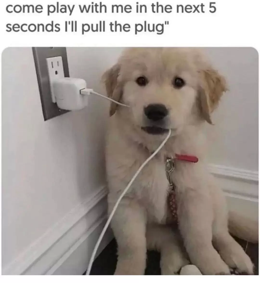 20 Hilarious Animal Memes: Because Sometimes Humans Just Aren't Funny Enough 9 Ill pull the plug - hilarious animal memes