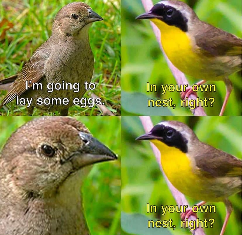 15 Birding Memes That Will Have You Chirping With Laughter 10 Im going to lay some eggs - birding memes