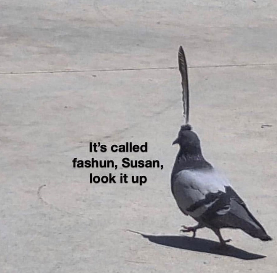 20 Funny Animal Pics That Were Destined to be Memes 10 Its called fashion - funny animal pics