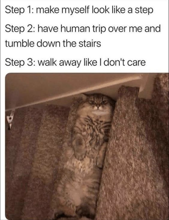 20 Funny Animal Pics That Were Destined to be Memes 12 Make myslef look like stpes - funny animal pics