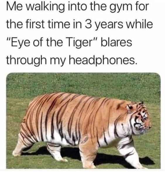 20 Funny Animal Pics That Were Destined to be Memes 13 Me walkinginot the gym - funny animal pics