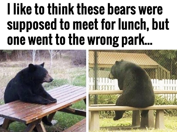 20 Bear Memes That Are Unbearably Hilarious and Adorable 25 Meet for lunch