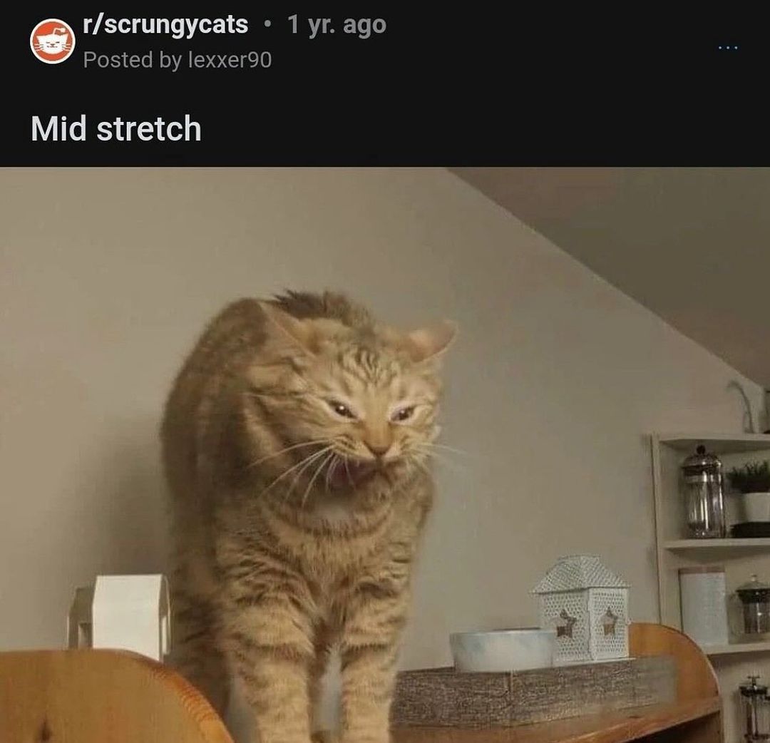 20 Hilarious Cat Pics That Will Steal Your Heart 17 Mid stretch - Hilarious Cat Pics
