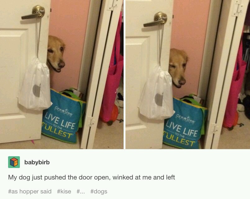 20 Entertaining Memes for a Quick Laugh Break 12 My dog just pushed the door ope - Entertaining Memes