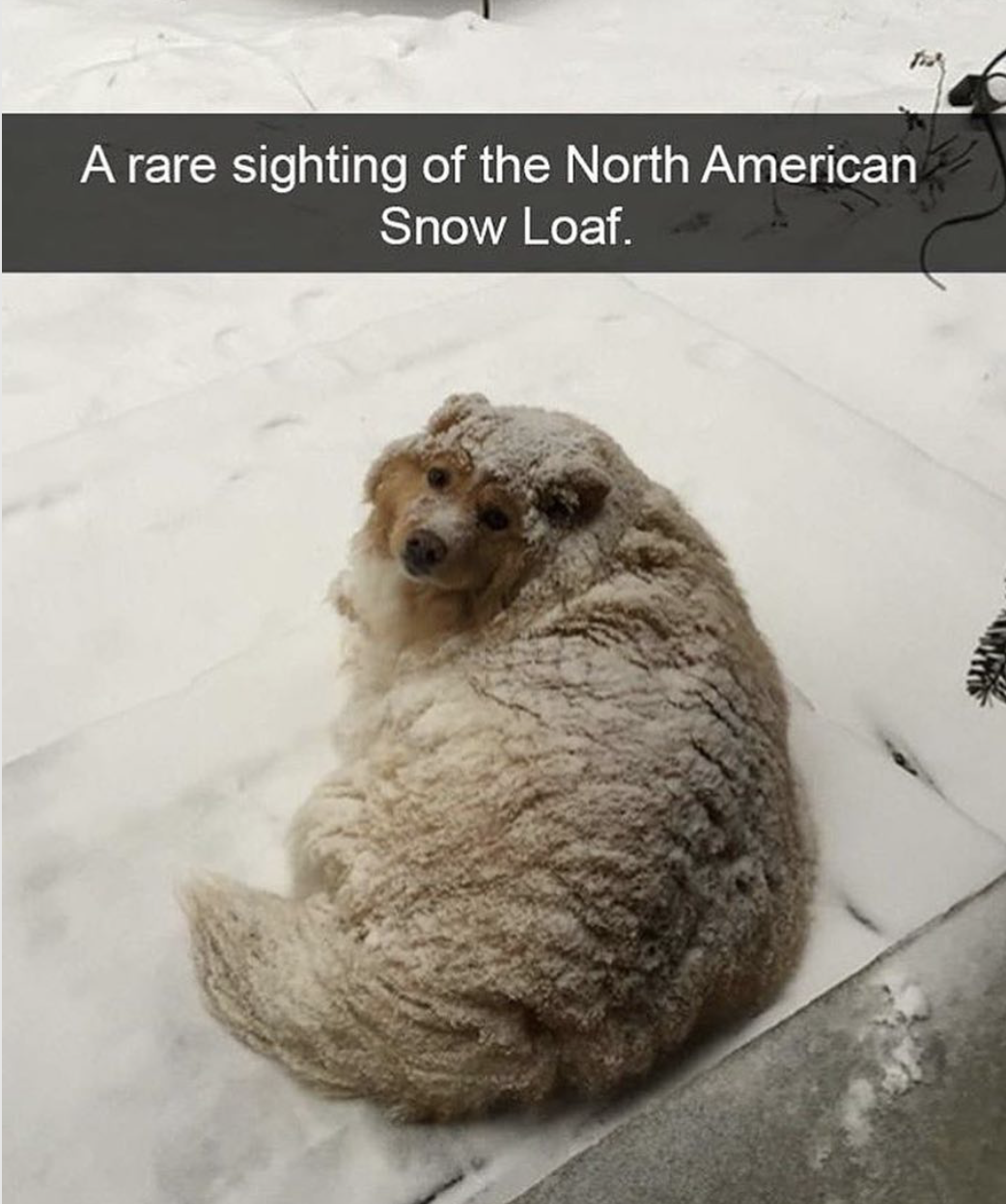 20 Dog Funny Memes for a Paw-some Time 11 North american snowloaf - dog funny memes