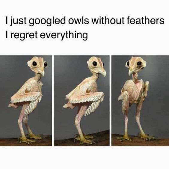 20 Funny Animal Pics That Were Destined to be Memes 14 Owl without feathers - funny animal pics