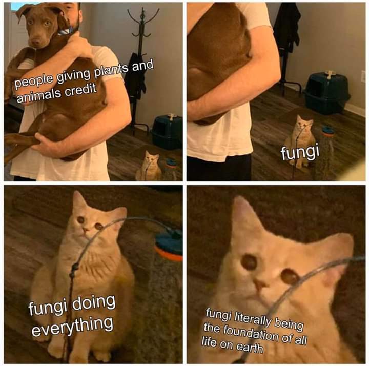 20 Hilarious Animal Memes: Because Sometimes Humans Just Aren't Funny Enough 14 People givig plants and animals - hilarious animal memes