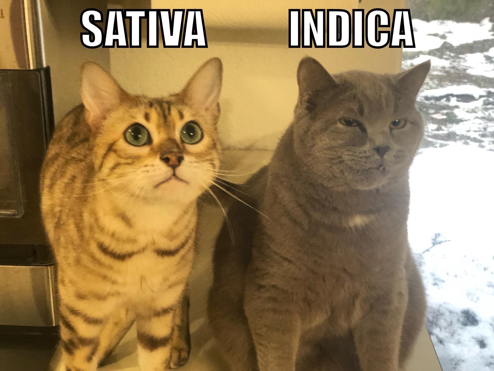 15 Fun Memes That Will Entertain Your Mind & Soul 14 Sativa vs Indica - fun memes