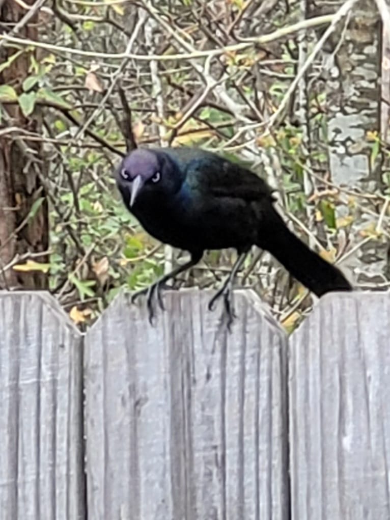 20 Funny Wildlife Photos for a Light-hearted Nature Escape 16 This is how a grackle takes your soul - funny wildlife photos