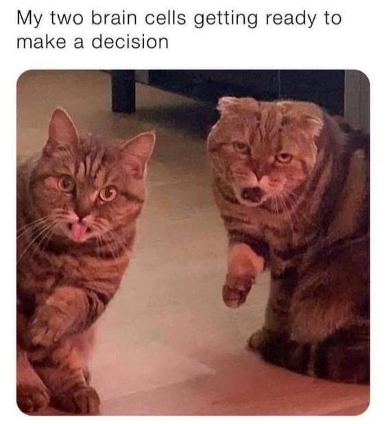 20 Funny Animal Pics That Were Destined to be Memes 17 Two brain cells - funny animal pics