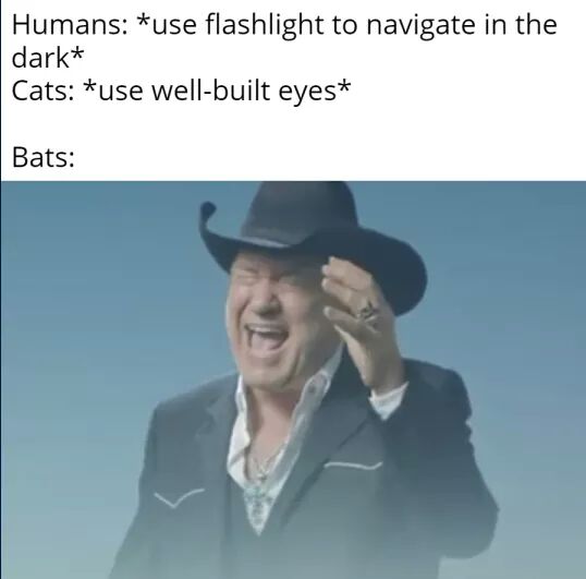 20 Hilarious Animal Memes: Because Sometimes Humans Just Aren't Funny Enough 16 Use flashlight - hilarious animal memes